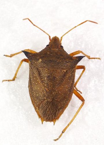 Réf. 245 463 : Euschistus sp.
